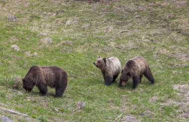 Yellowstone Ulusal Parkı Wyoming 'de ilkbaharda boz ayılar