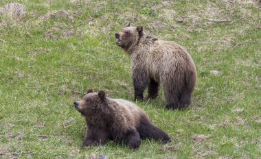 Yellowstone Ulusal Parkı Wyoming 'de ilkbaharda boz ayılar