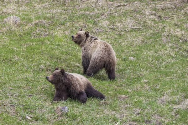 Yellowstone Ulusal Parkı Wyoming 'de ilkbaharda boz ayılar