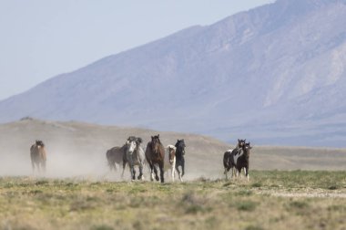 Utah çölünde ilkbaharda vahşi atlar