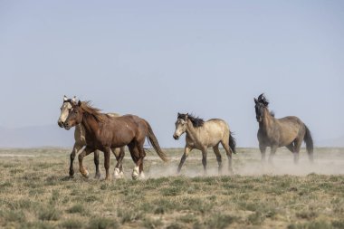 Utah çölünde ilkbaharda vahşi atlar