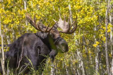 Grand Teton Ulusal Parkı 'nda sonbaharda rutin bir geyik.