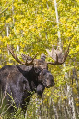 Grand Teton Ulusal Parkı 'nda sonbaharda rutin bir geyik.