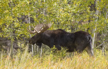 Grand Teton Ulusal Parkı 'nda sonbaharda rutin bir geyik.