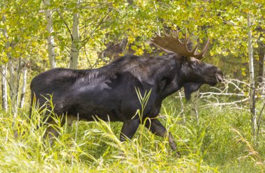 Grand Teton Ulusal Parkı 'nda sonbaharda rutin bir geyik.