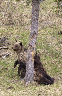 Baharda Yellowstone Ulusal Parkı Wyoming 'de bir çift boz ayı.