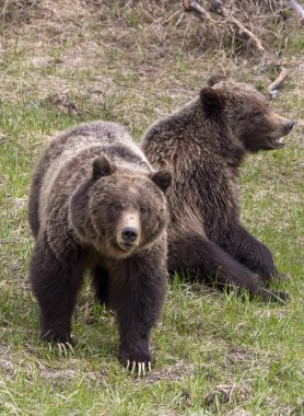 Baharda Yellowstone Ulusal Parkı Wyoming 'de bir çift boz ayı.