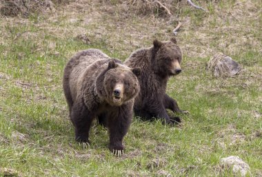 Baharda Yellowstone Ulusal Parkı Wyoming 'de bir çift boz ayı.