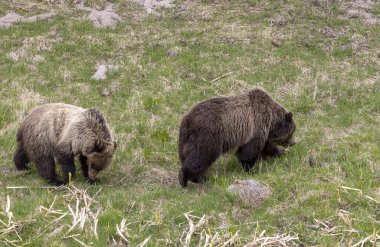 Baharda Yellowstone Ulusal Parkı Wyoming 'de bir çift boz ayı.