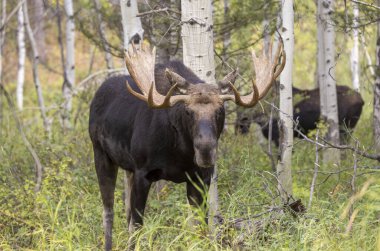 Wyoming 'deki sonbahar monotonluğu sırasında bir geyik.