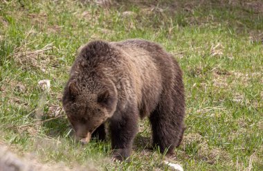 Yellowstone Ulusal Parkı Wyoming 'de baharda bir boz ayı.