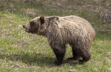 Yellowstone Ulusal Parkı Wyoming 'de baharda bir boz ayı.