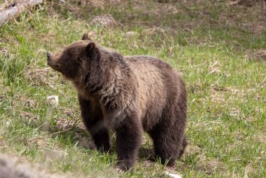 Yellowstone Ulusal Parkı Wyoming 'de baharda bir boz ayı.
