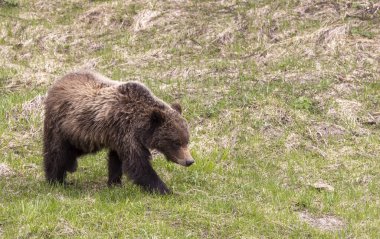Yellowstone Ulusal Parkı Wyoming 'de baharda bir boz ayı.