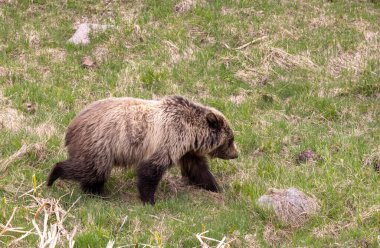 Yellowstone Ulusal Parkı Wyoming 'de baharda bir boz ayı.