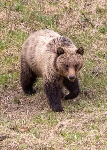 Весняний Ведмідь Єллоустонському Національному Парку Вайомінг — стокове фото