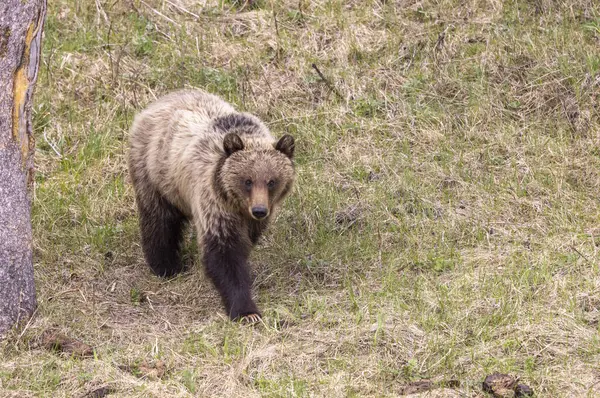 Весняний Ведмідь Єллоустонському Національному Парку Вайомінг — стокове фото