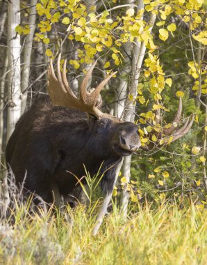 Sonbaharda Wyoming 'de monoton bir geyik.