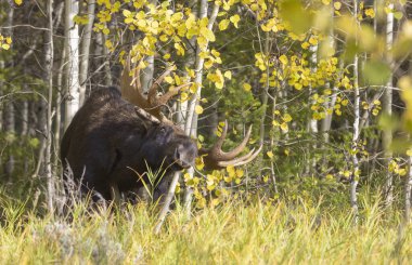 Sonbaharda Wyoming 'de monoton bir geyik.