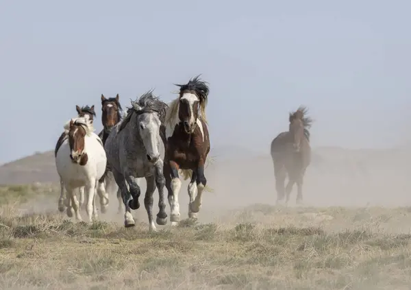 Divoké Koně Poušti Utah Jaře — Stock fotografie