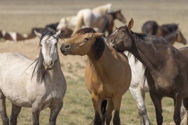 Utah çölünde ilkbaharda vahşi atlar