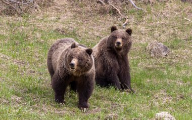 Baharda Yellowstone Ulusal Parkı 'nda boz ayılar