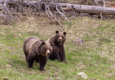 Baharda Yellowstone Ulusal Parkı 'nda boz ayılar