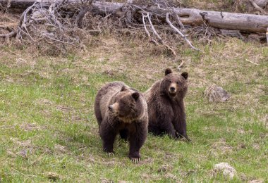 Baharda Yellowstone Ulusal Parkı 'nda boz ayılar