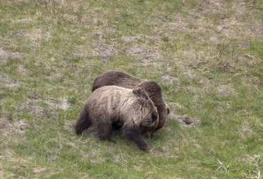 Baharda Yellowstone Ulusal Parkı 'nda boz ayılar