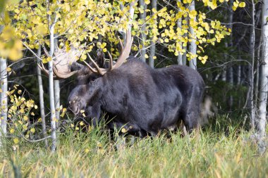 Wyoming 'de sonbaharda bir boğa geyik çiftleşmesi yaşarmış.