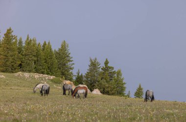 wild horses in summer in the Pryor Mountains Montana
