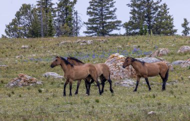 wild horses in summer in the Pryor Mountains Montana