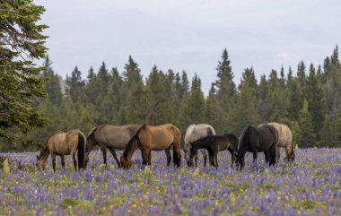 wild horses in summer in the Pryor Mountains Montana