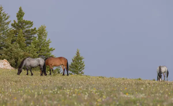Літом Дикі Коні Горах Прайор Монтана — стокове фото