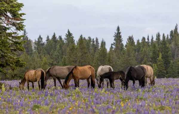 Wild Horses Summer Pryor Mountains Montana — 스톡 사진