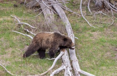 Baharda bir boz ayı Yellowstone Ulusal Parkı Wyoming 'de