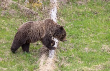 Baharda bir boz ayı Yellowstone Ulusal Parkı Wyoming 'de