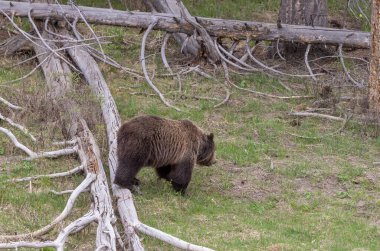Baharda bir boz ayı Yellowstone Ulusal Parkı Wyoming 'de