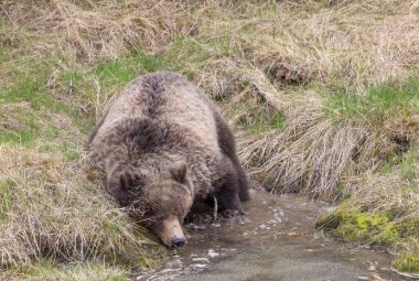 Baharda bir boz ayı Yellowstone Ulusal Parkı Wyoming 'de