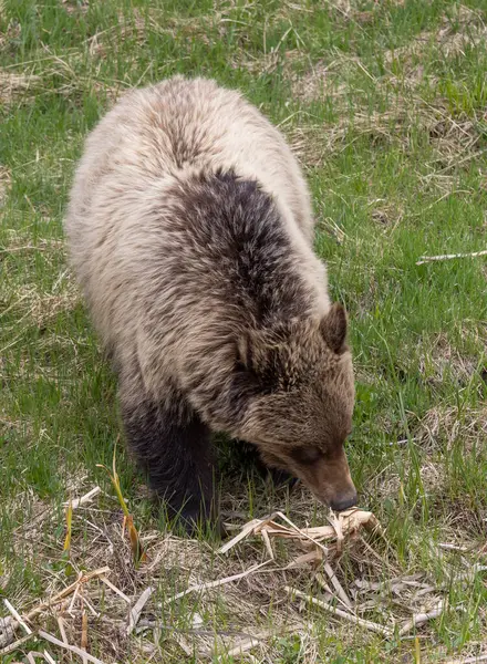 Грізлі Ведмідь Навесні Єллоустонському Національному Парку Вайомінг — стокове фото