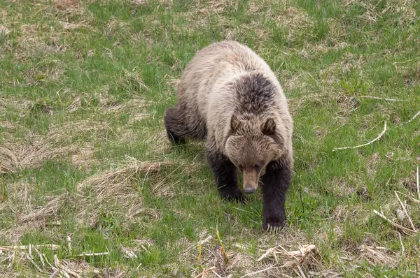 Grizzlybjørn Våren Yellowstone National Park Wyoming – stockfoto
