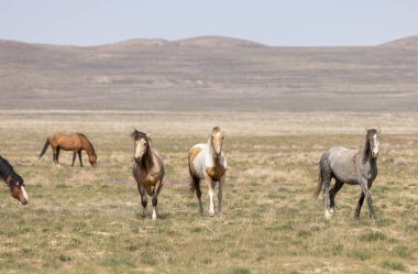 Baharda Utah çölünde vahşi atlar