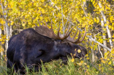 Wyoming 'de sonbaharda bir boğa geyik çiftleşmesi yaşarmış.
