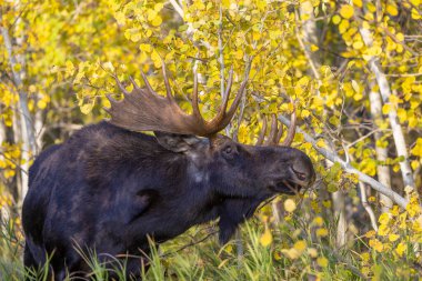 Wyoming 'de sonbaharda bir boğa geyik çiftleşmesi yaşarmış.