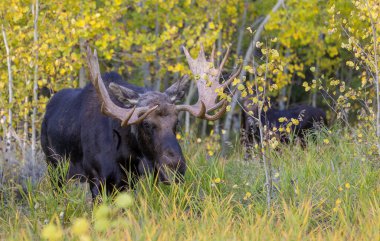 Wyoming 'de sonbaharda bir boğa geyik çiftleşmesi yaşarmış.
