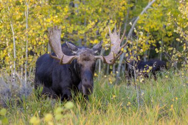 Wyoming 'de sonbaharda bir boğa geyik çiftleşmesi yaşarmış.