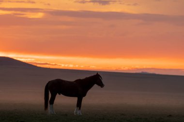Utah çölünde gün doğumunda vahşi bir at.