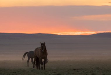 Utah çölünde gün doğumunda vahşi bir at.