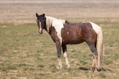 Baharda Utah çölünde vahşi bir at.