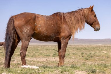 Baharda Utah çölünde vahşi bir at.